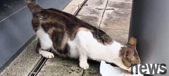 The little stray cat whose lower body is paralyzed depends on his mother cat for life