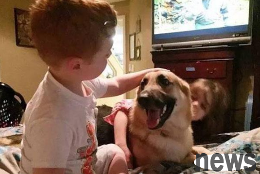 As soon as the adopted wolf dog arrived at the new house and met its little owner for the first time, he suddenly swooped down. When he tried to stop him, his parents burst into tears.