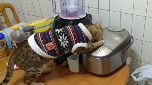 The cat learns a new skill, but the owner is helpless and can’t cover the rice cooker at home