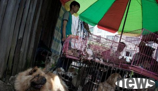 Dog lovers spend money to save dogs and condone dog dealers. The price of dog meat has skyrocketed.