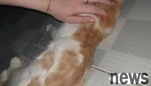 In order to practice hair cutting, the owner gave the orange cat a haircut. He felt that the orange cat was going to be depressed.