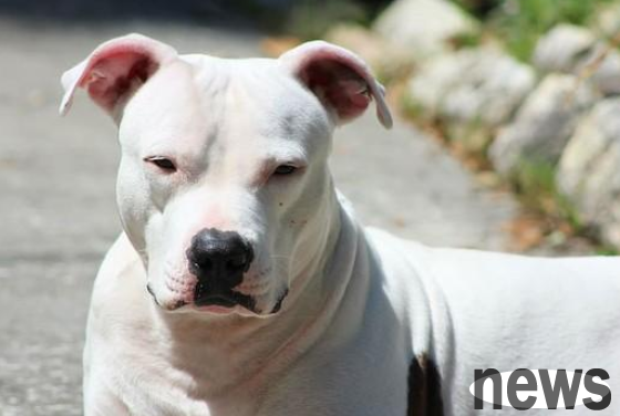 A pit bull attacked a passing police dog and was executed by the police for holding on to it! Netizens are quarreling!