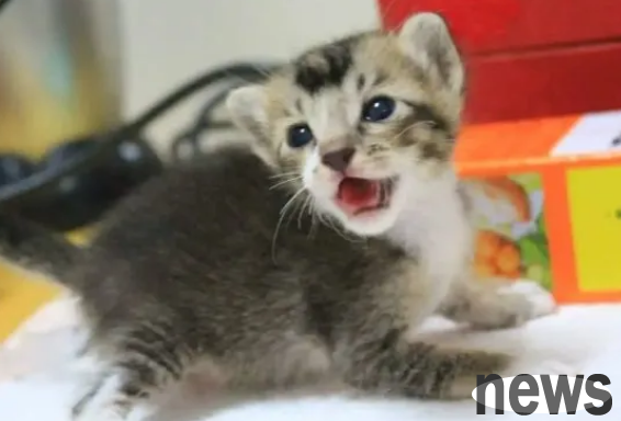 The kittens were almost eaten, but netizens showed up in time to save them