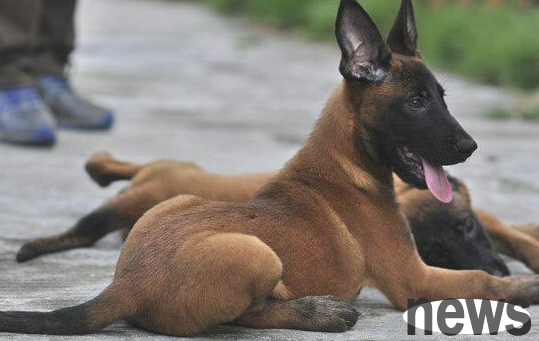 Dedicated to these 6 types of dogs that serve as drug detection dogs! They are lovable and respectable