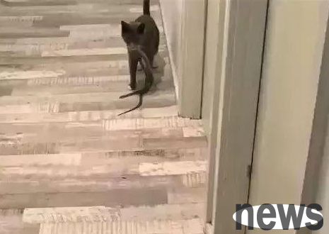 There is an extra tie on the cat s collar, and the owner is horrified when he looks carefully