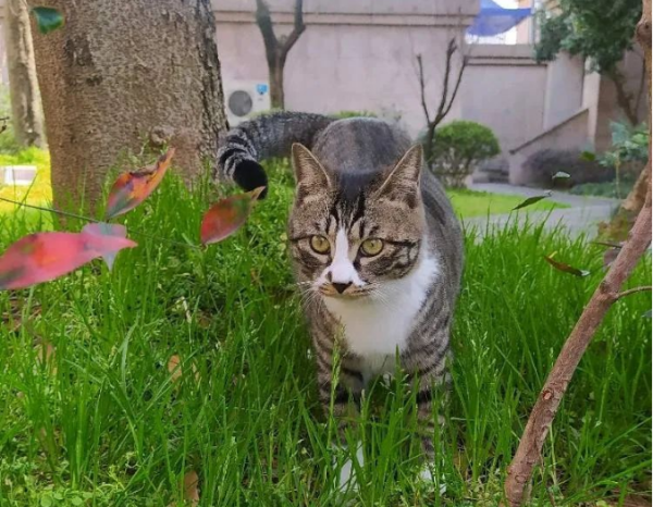 Cats are proud of themselves