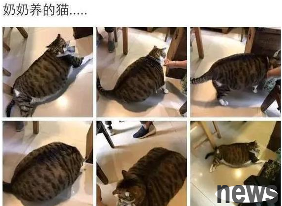 The cats and dogs raised by my grandparents are so fun hahaha...