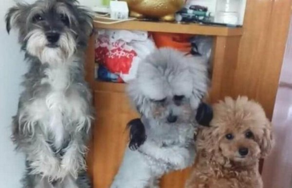 Dogs were punished for standing in a group fight, and their unique posture turned them into 