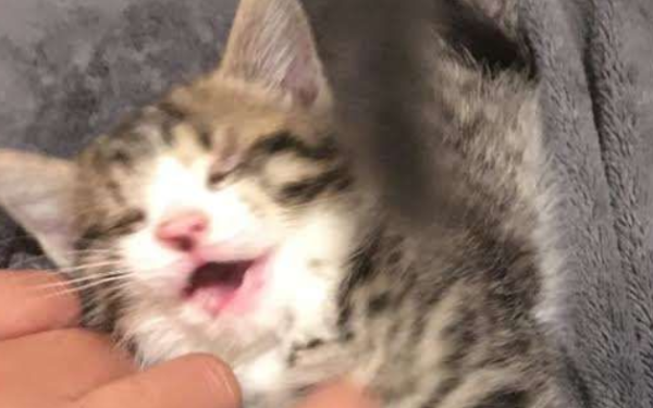 Stray blind cat uses love and courage to find his true cat slave