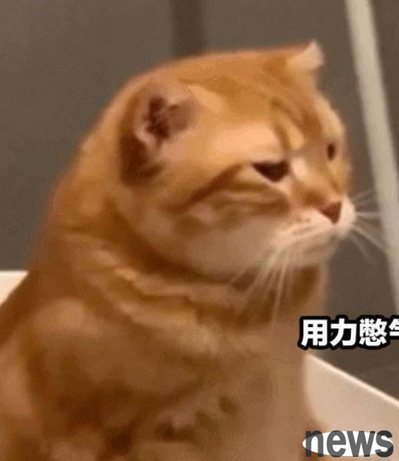 The owner woke up in the morning to wash up, and the cat happened to be going to the toilet. He laughed when he saw the cat relieving himself.