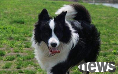 Woman bitten by off-leash dog, dog owner has bad attitude