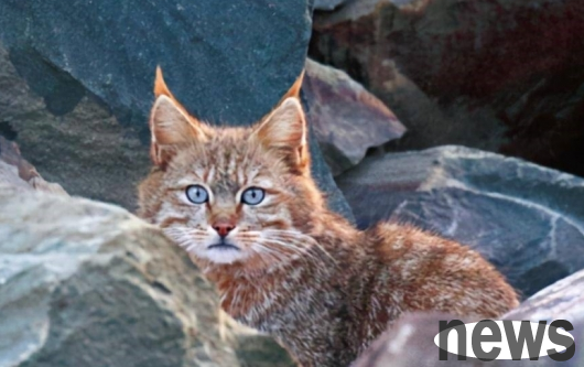 A cat unique to my country was caught stealing chickens in a village!