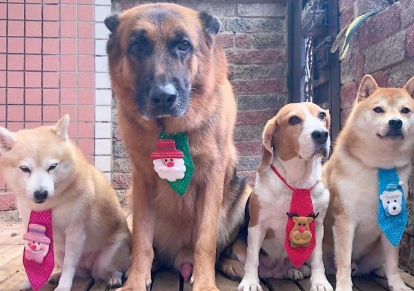 Shiba Inu, Wolf Dog, and Bikou Dog prepare to guard the gate for a walk, but they turn around in synchronization due to the sound of the plastic bag