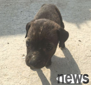 The owner left the puppy behind and left without a care, leaving the little guy wandering on the side of the road.
