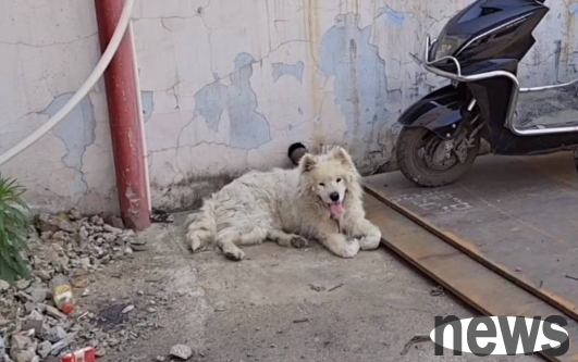 There was a dog with knotted hair lying on the concrete floor. After seeing it clearly, I felt heartbroken: even wandering does not forget to smile.