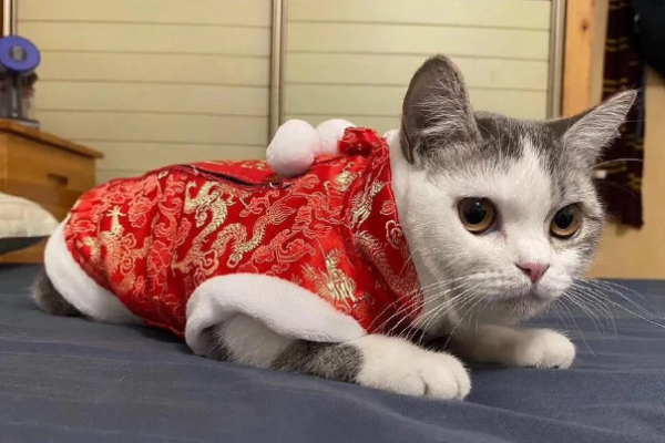 Frontline worker comes home to find cat buried alive! Uzi’s girlfriend burst into tears at the scene and lost control of her emotions