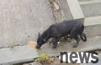 The typhoon never forgets the dogs, and people brave the wind and rain to feed them