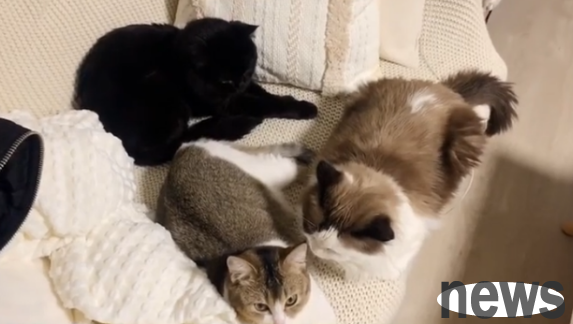 I have two cats, a male and a female. After the male cat was neutered, the female cat is still pregnant. What s going on?