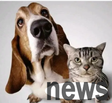 The most domineering side of the husky | This is the most domineering husky I have ever seen. The cat has no resistance to the cat!