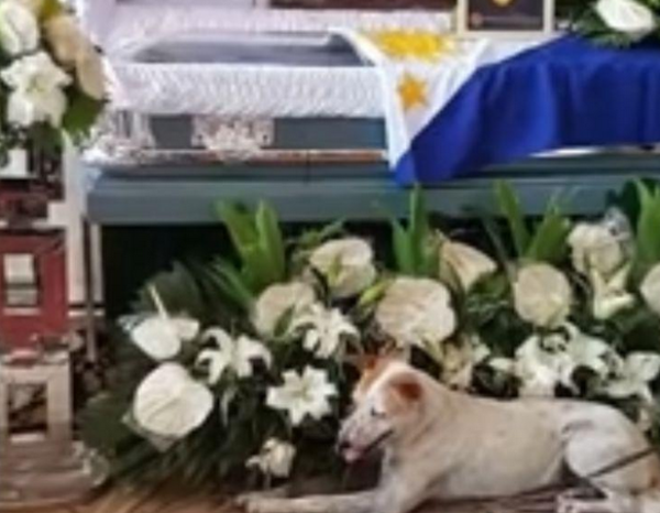 The stray dog ​​stayed with the professor all his life. The professor fell ill and passed away three years later, but he was as loyal as Hachiko.