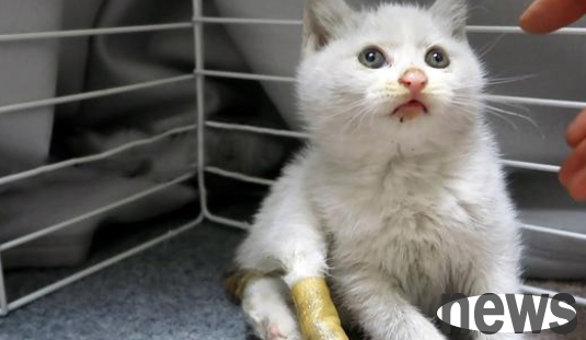 A 2-month-old kitten was injured and lost half of its claws. After being rescued, it still trusts humans.