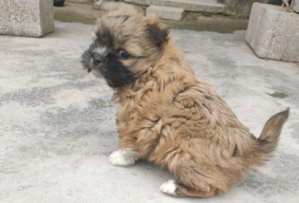 A passerby picked up a stray dog, kept it for two days and then left it where it was. The girl took it home and treated it as a treasure.
