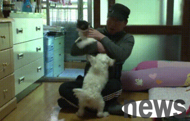 A new kitten was ostracized by dogs and climbed a tree to escape. After being rescued, the owner used this method to change it