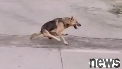 A dog walking on two legs became an internet sensation, and netizens questioned the owner’s hype