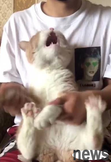 The cat does the seaweed dance and flips over! The owner threw his phone angrily and burst into laughter~