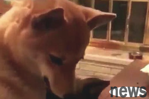 The owner gave the Shiba Inu a snack. As soon as he lowered his head to eat it, the dog behind him snatched it away. He looked so confused.
