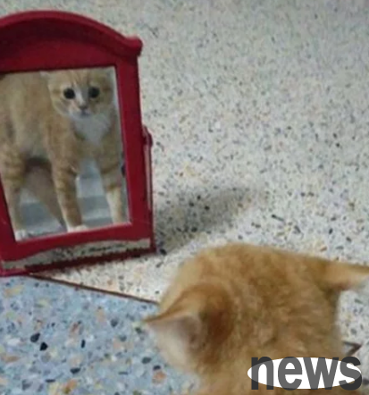 The owner bought a mirror, and the cat’s reaction when passing by was too interesting: Who are you?
