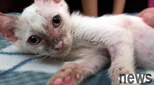 The kitten shivering in the heavy rain mustered up the courage to ask for help from humans, and after taking it home, it looks great again