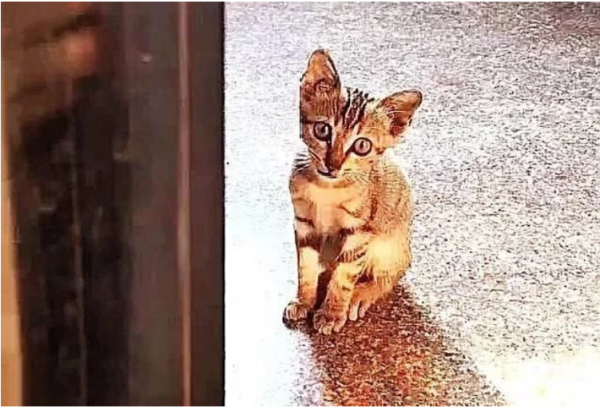 A stray kitten was so hungry that she came to beg for food. What she did next was touching.