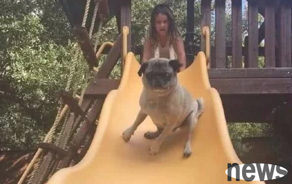 The dog playing on the slide expressed: I am not in a hurry, and then the dog’s little expression makes people laugh.